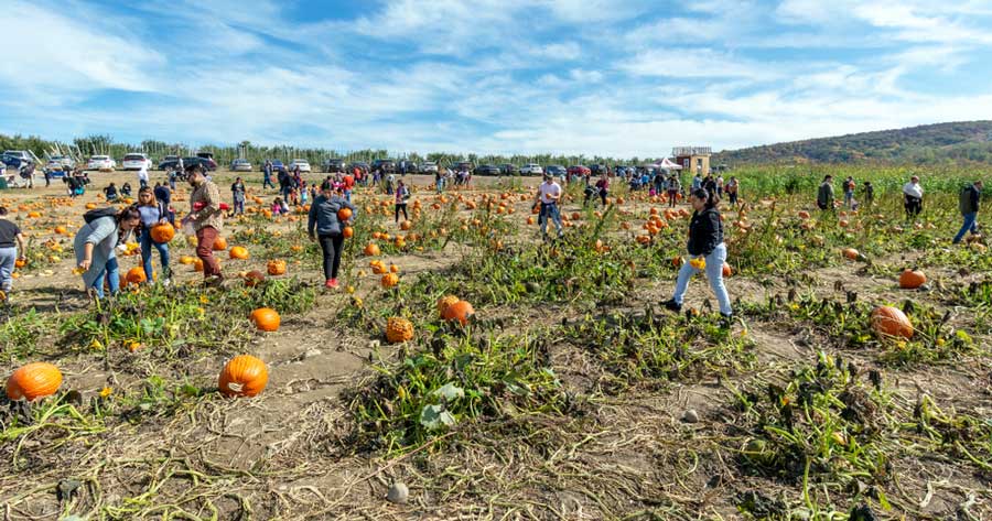 People harvesting pumpkins in Fishkill Farms