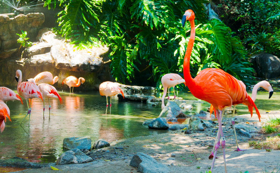 View of flamboyance of flamingos in the water