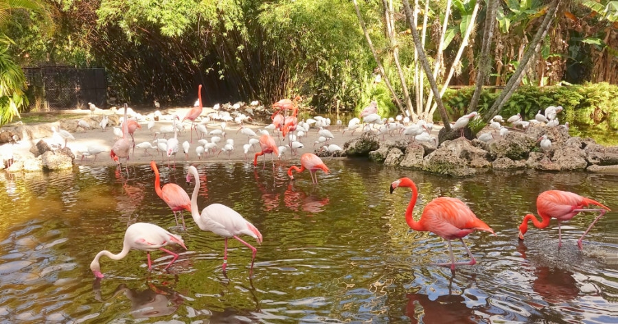 Flamingos in the Flamingo Gardens in Davie, South Florida