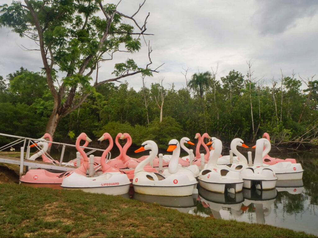 View of the flamingo and swan like paddle boats at Discovery Bay Paddle Boat Park