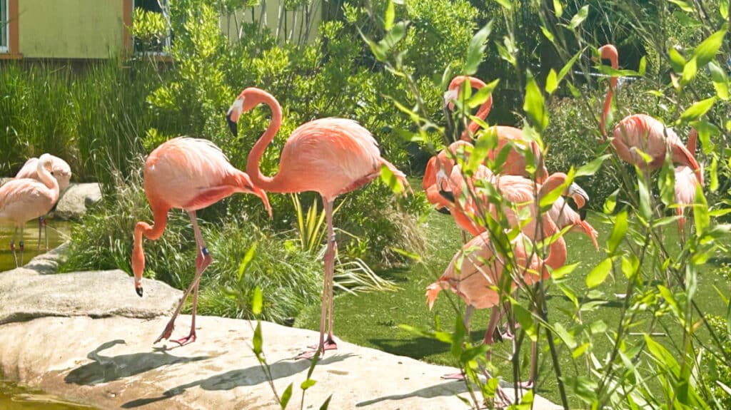 View of the flamingos strutting around the pond at Turtle Back Zoo