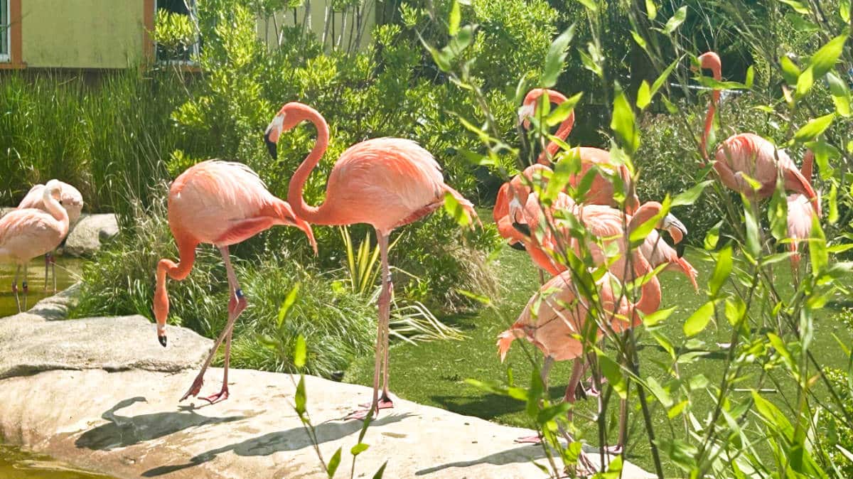 View of the flamingos strutting around the pond at Turtle Back Zoo