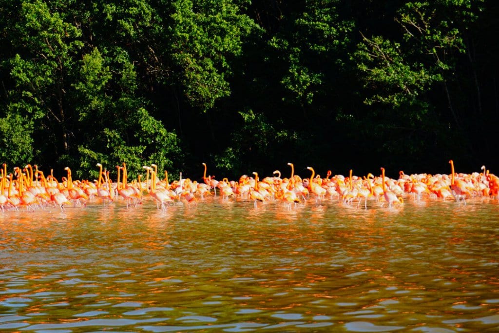 View of a flamboyance of Flamingos in Celestun