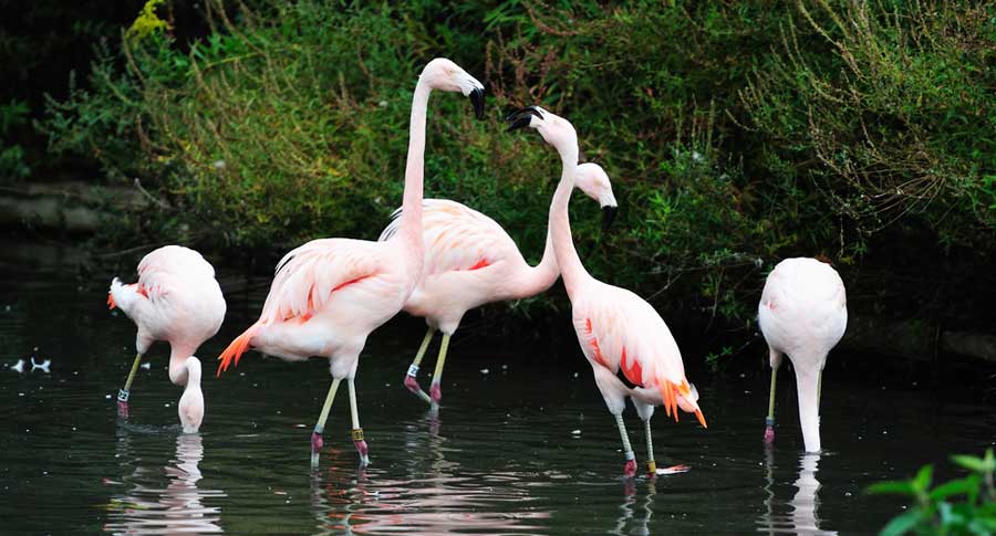 View of flamingos hanging-out on the water of Lincoln Park Zoo
