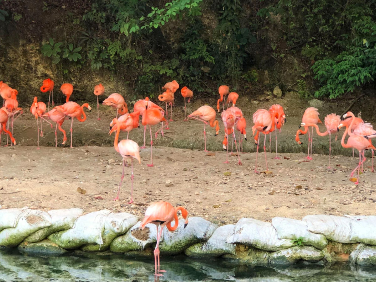 View of a flamboyance of flamingos in Parque Zoologico Nacional