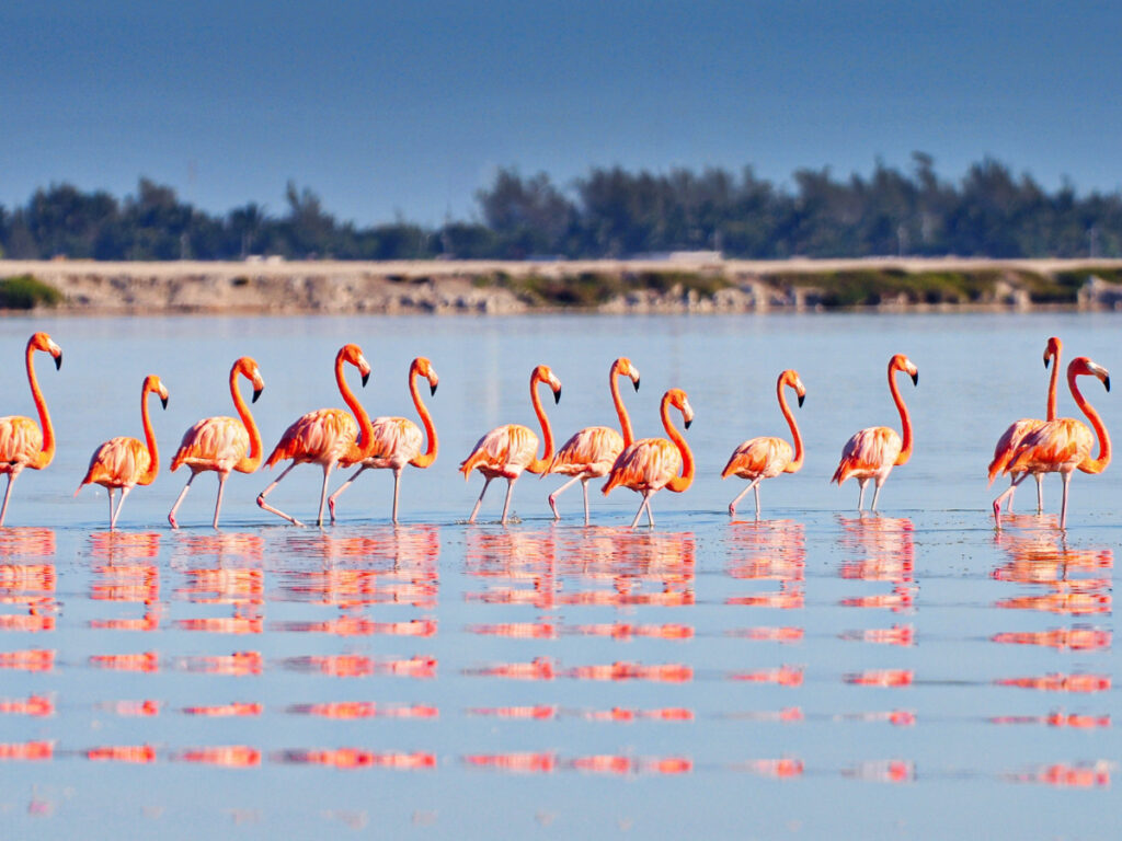 Flamingos at the Río Lagartos in Mexico