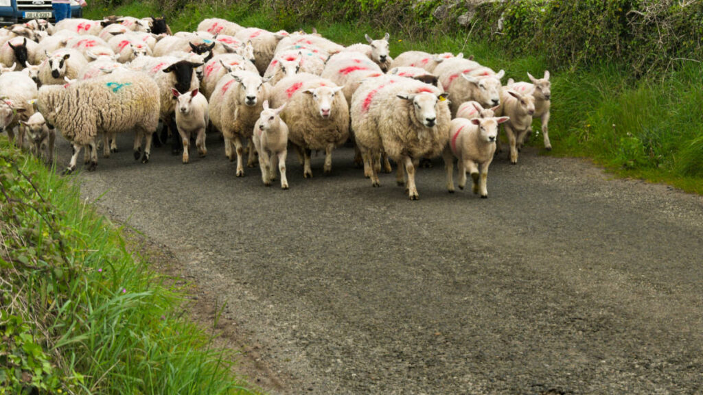 View of the flock of sheep in the middle of the road