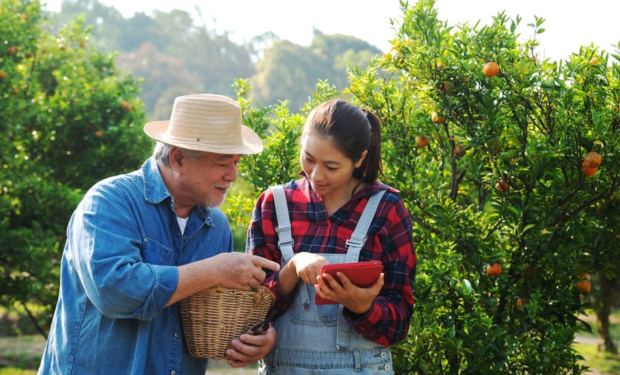 View of an old man and a woman in a citrus farm