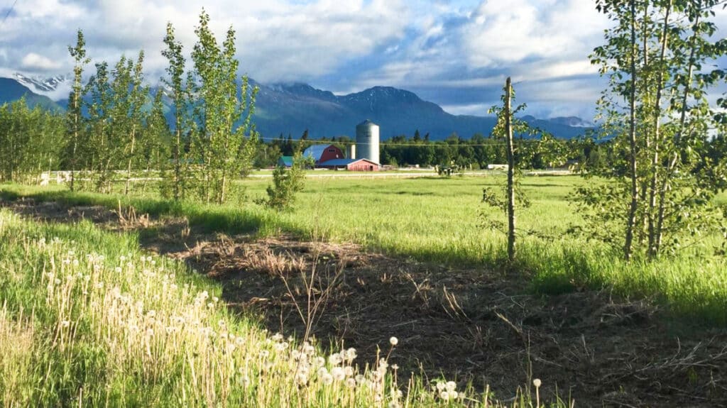 Panoramic view of the lush landscape of a flower farm