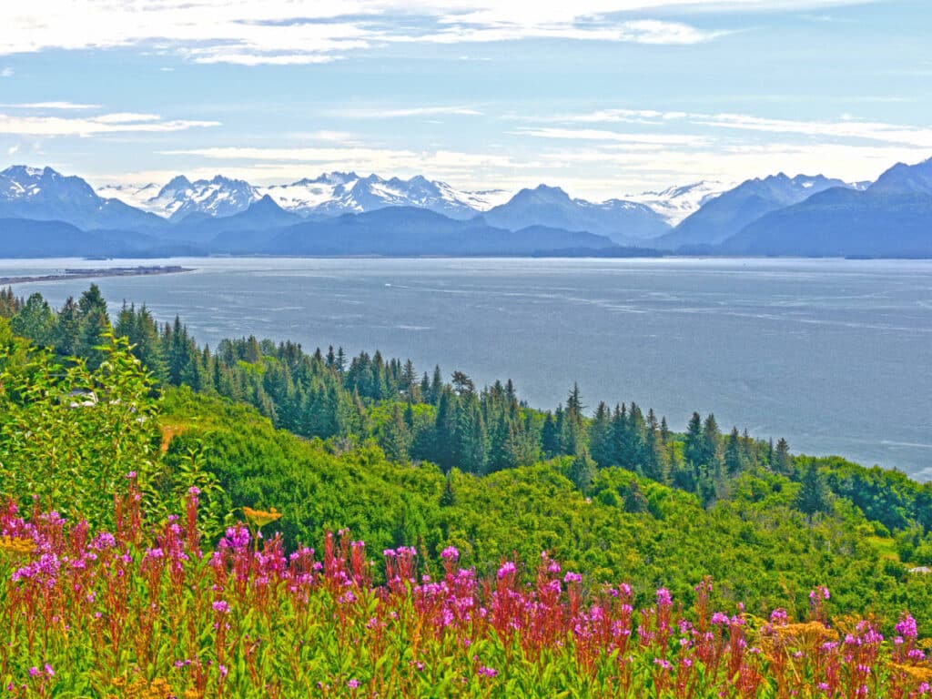 Colorful flower field at the Kachemak Bay