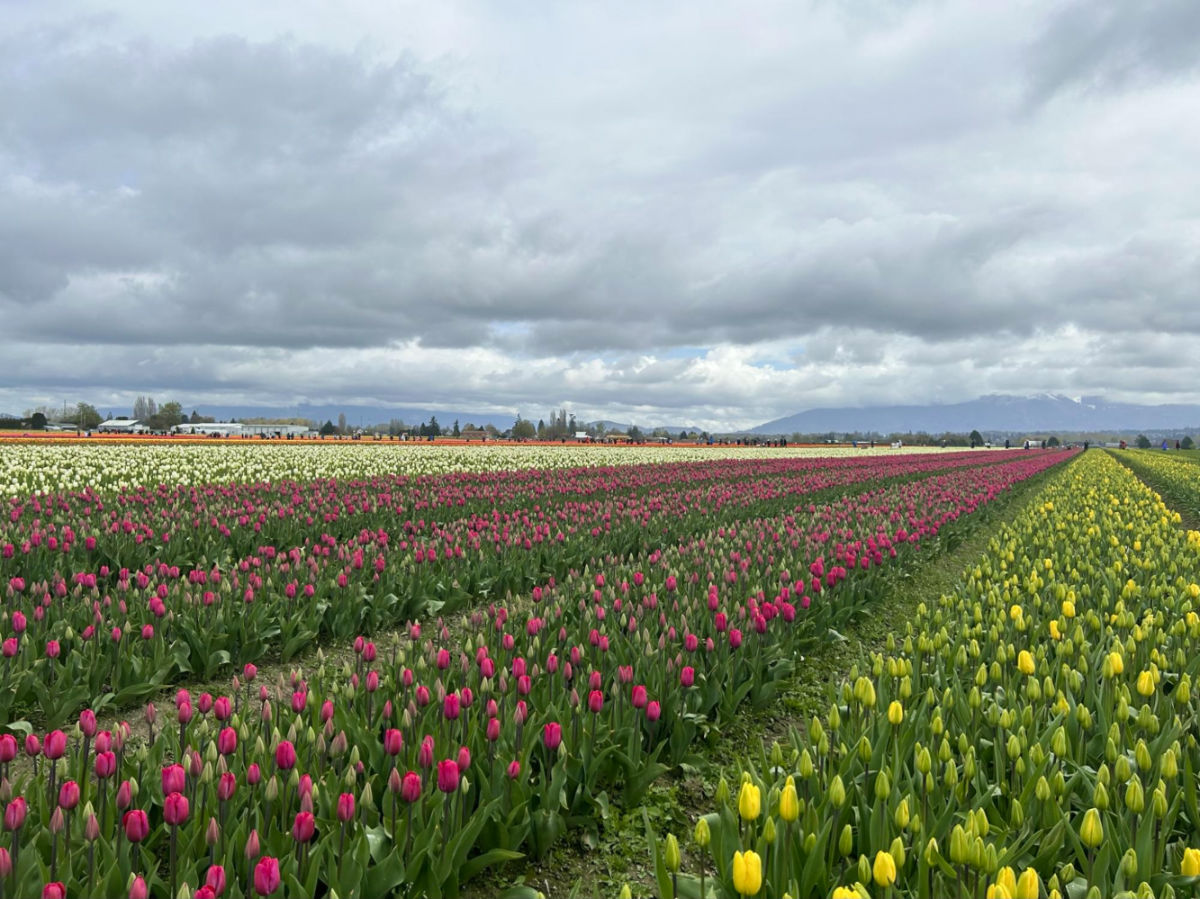 A vast field of tulips in Skagit Valley, with a cloudy sky as the backdrop