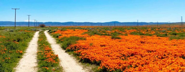 A dirt road near a vibrant field of orange flowers in Los Angeles