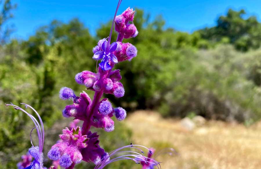 Close up view of a flower in Malibu Creek State Park