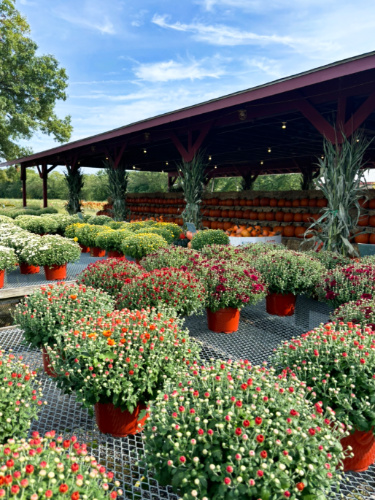 View of the pots of flowers and the pumpkins harvested around