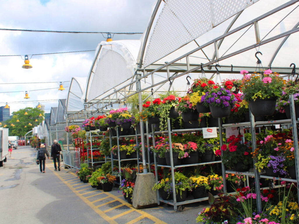 Different types of flowers in black pots on display at Atwater Market