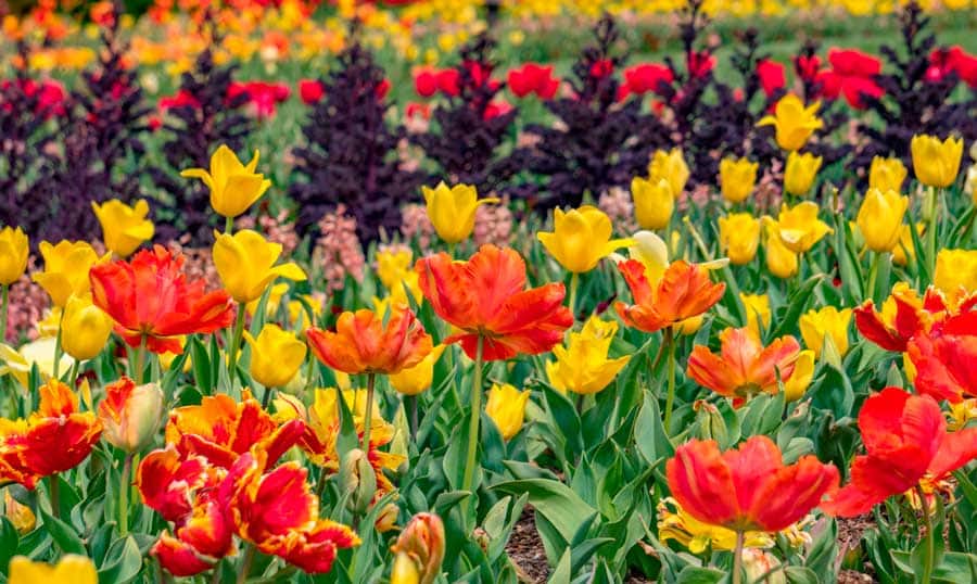 Colorful flowers blooming on the Cheekwood Botanical Gardens