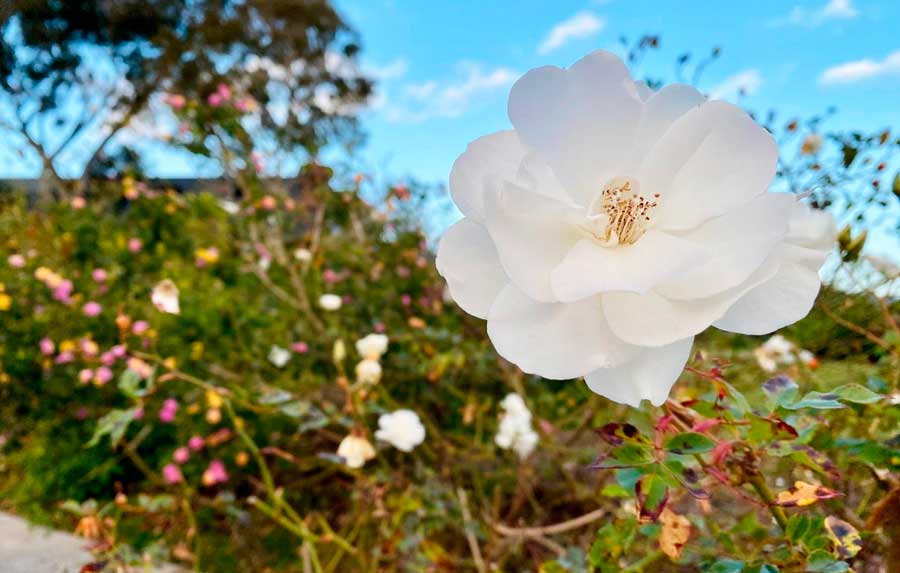 Close up view of a flower at the Civic Center Park