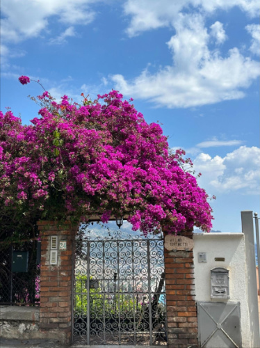 View of flowers above a gate that usually can be found in Taormina