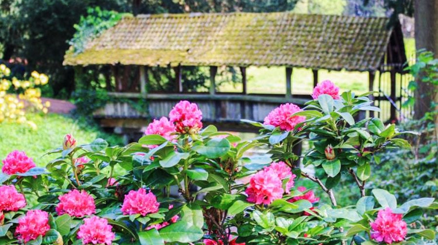 View of the beautiful flowers in the farm
