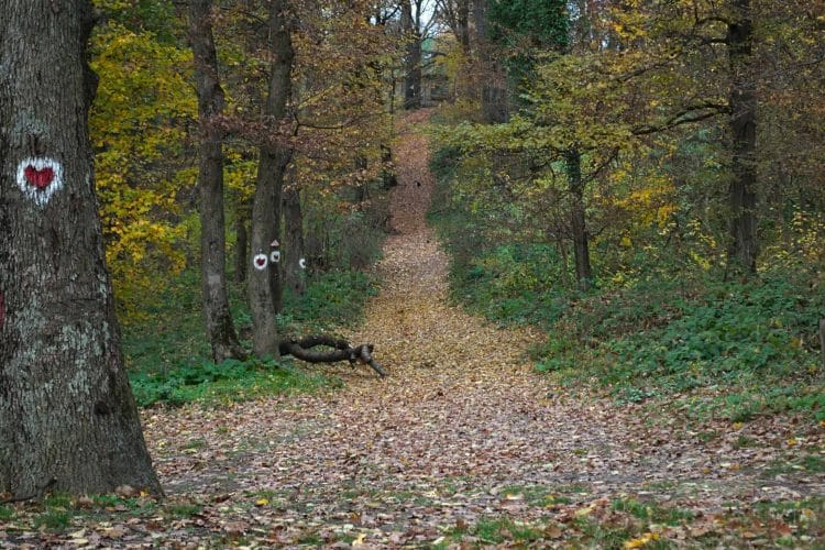Foot path going up the hill covered with dry yellow leaves