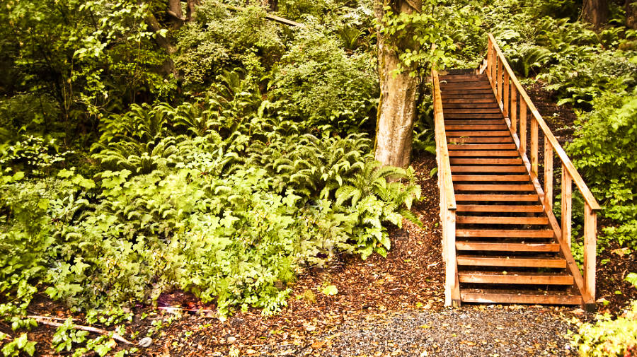View of the stairs surrounded by greenery on the forest trail at Sehome Hill Arboretum