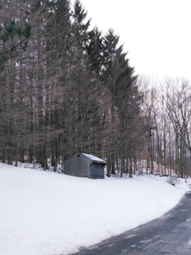 View of the forest at Jiminy Peak Mountain