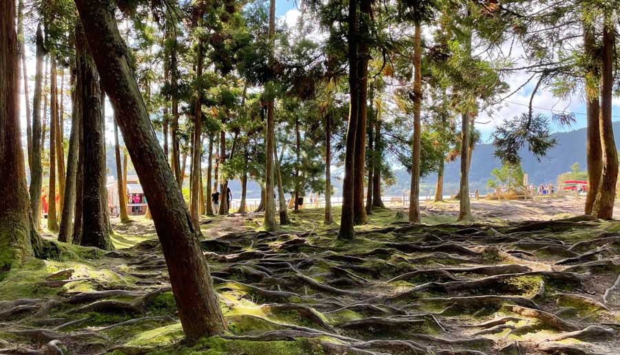 Trees at the forest in Caldeiras das Furnas