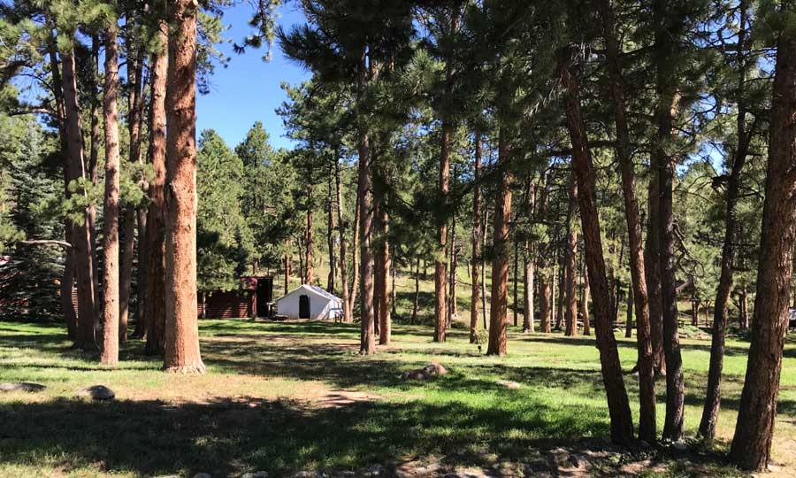A forest in Evergreen under the clear blue sky