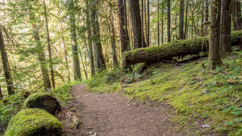 View of a trail on a forest
