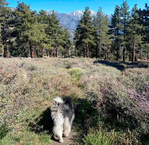 The author's dog following a rodent's scent in Wrightwood