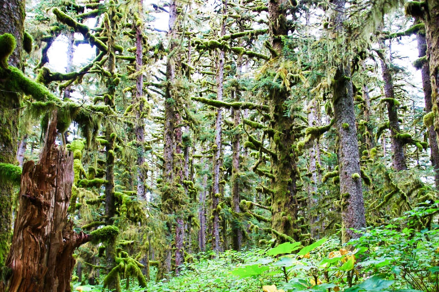 View of the moss forest of Fort Abercrombie State Historic Park