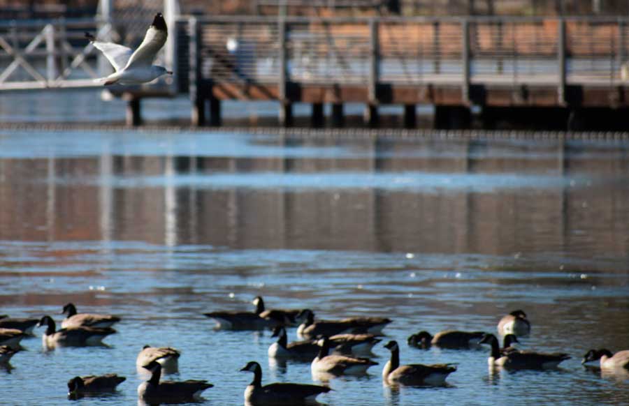 Seagull and ducks in Fort Collins City Park