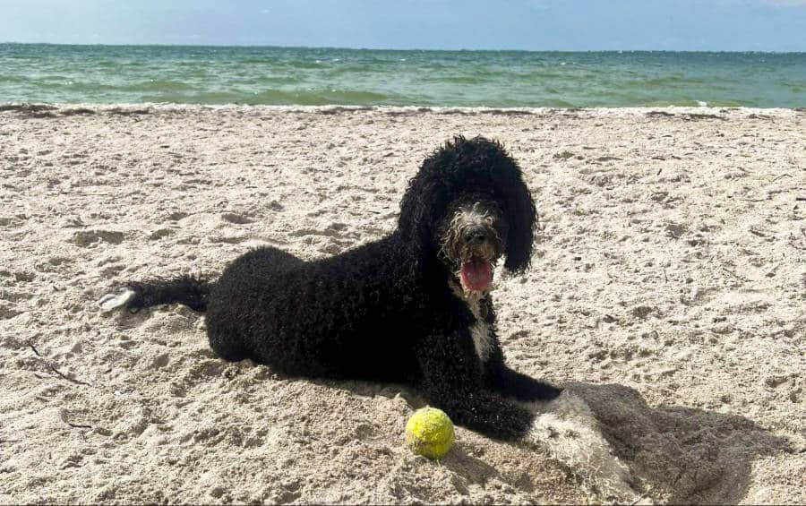 Athena, the author's dog enjoying laying on the sand at Fort De Soto beach.