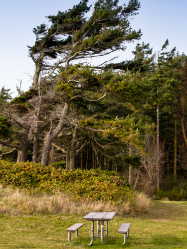 An outdoor table and chair surrounded by greenery at the Fort Ebey State Park