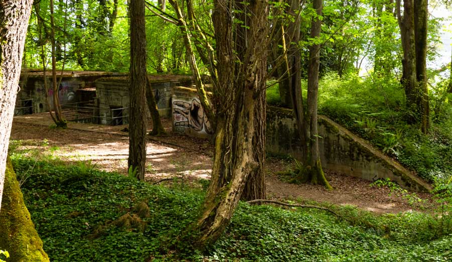 A trail in Fort Ward Park