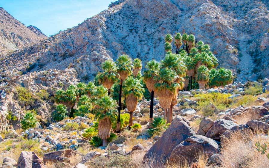 View of Joshua Tree in the Fortynine Palms Oasis rocky trail