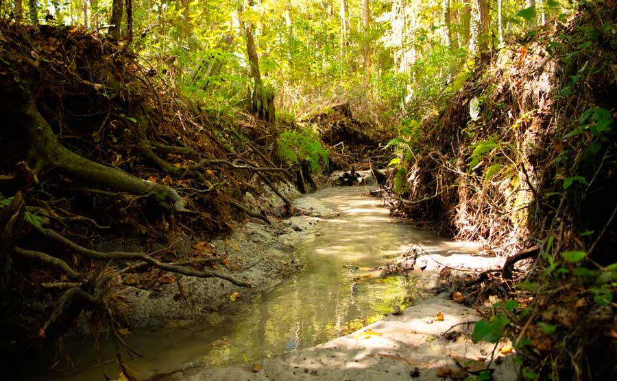 View from a creek in Florida