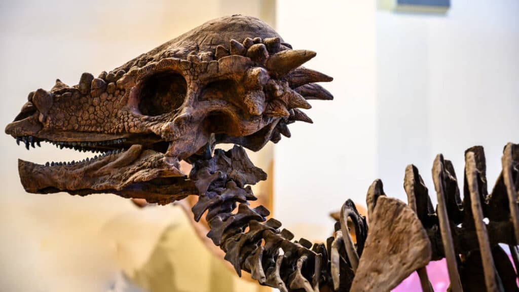 Closeup view of the fossil replica at The Rocky Mountain Dinosaur Resource Center