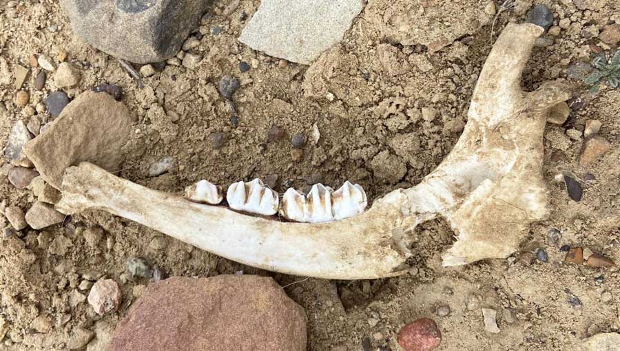 A bone of animal found in Chaco Culture Historical National Park