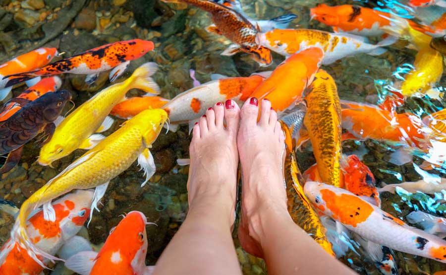 Relaxing in the Four Moons Spa's koi fish pond