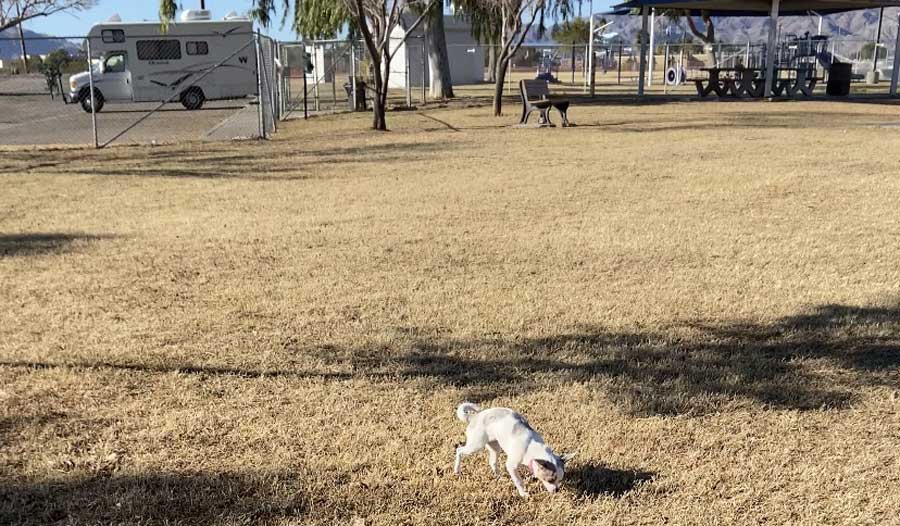 A dog playing at the Frank S Ortiz Dog Park