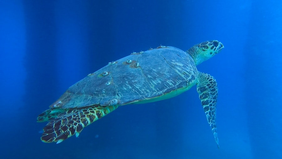A massive green sea turtle swimming in the ocean of St. Croix