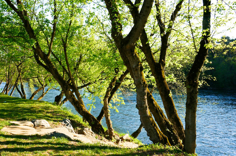 View of the lush trees on the banks of French Broad River
