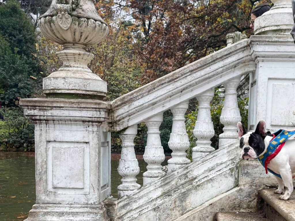 View of a French bulldog on a staircase in Buen Retiro Parque