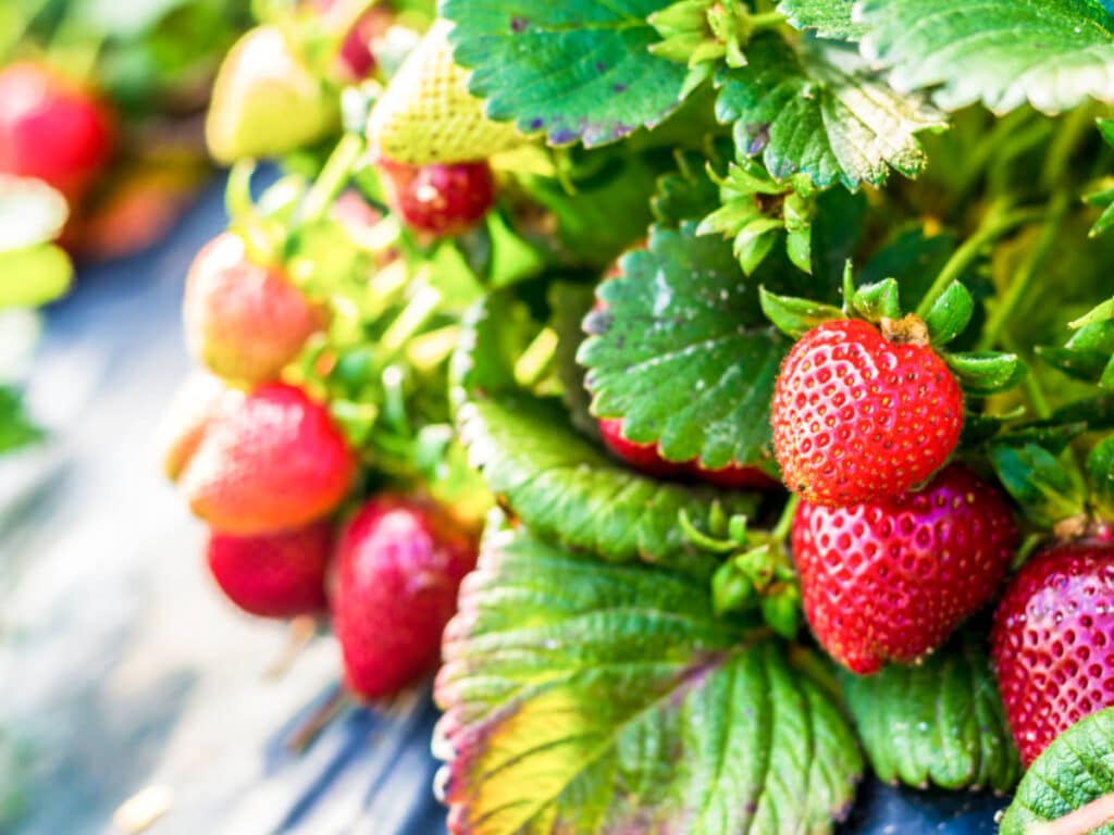 Closeup look at the fresh red strawberries