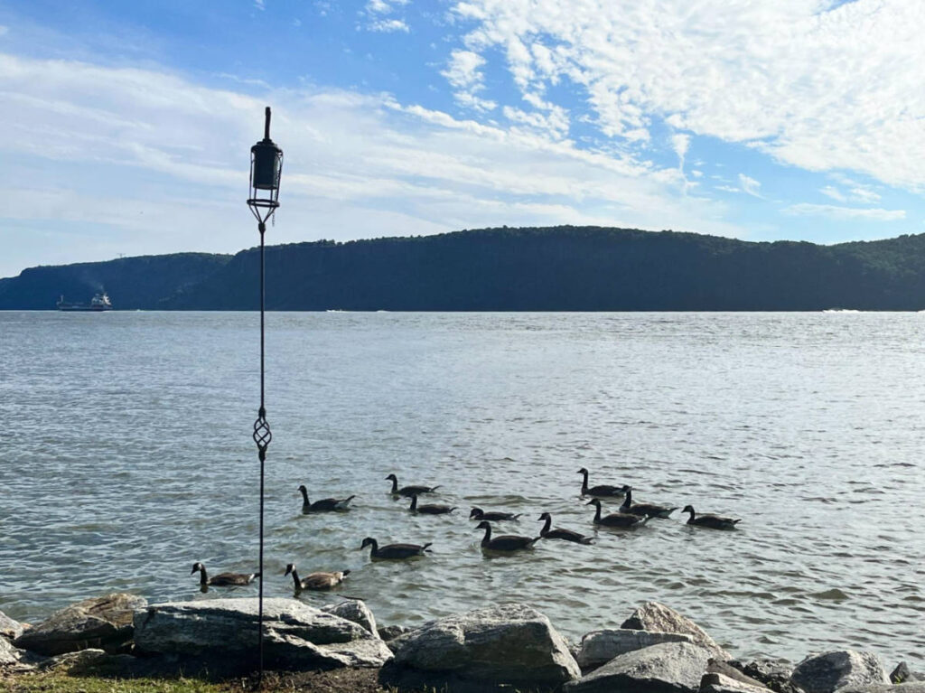 View of ducks on the Hudson River