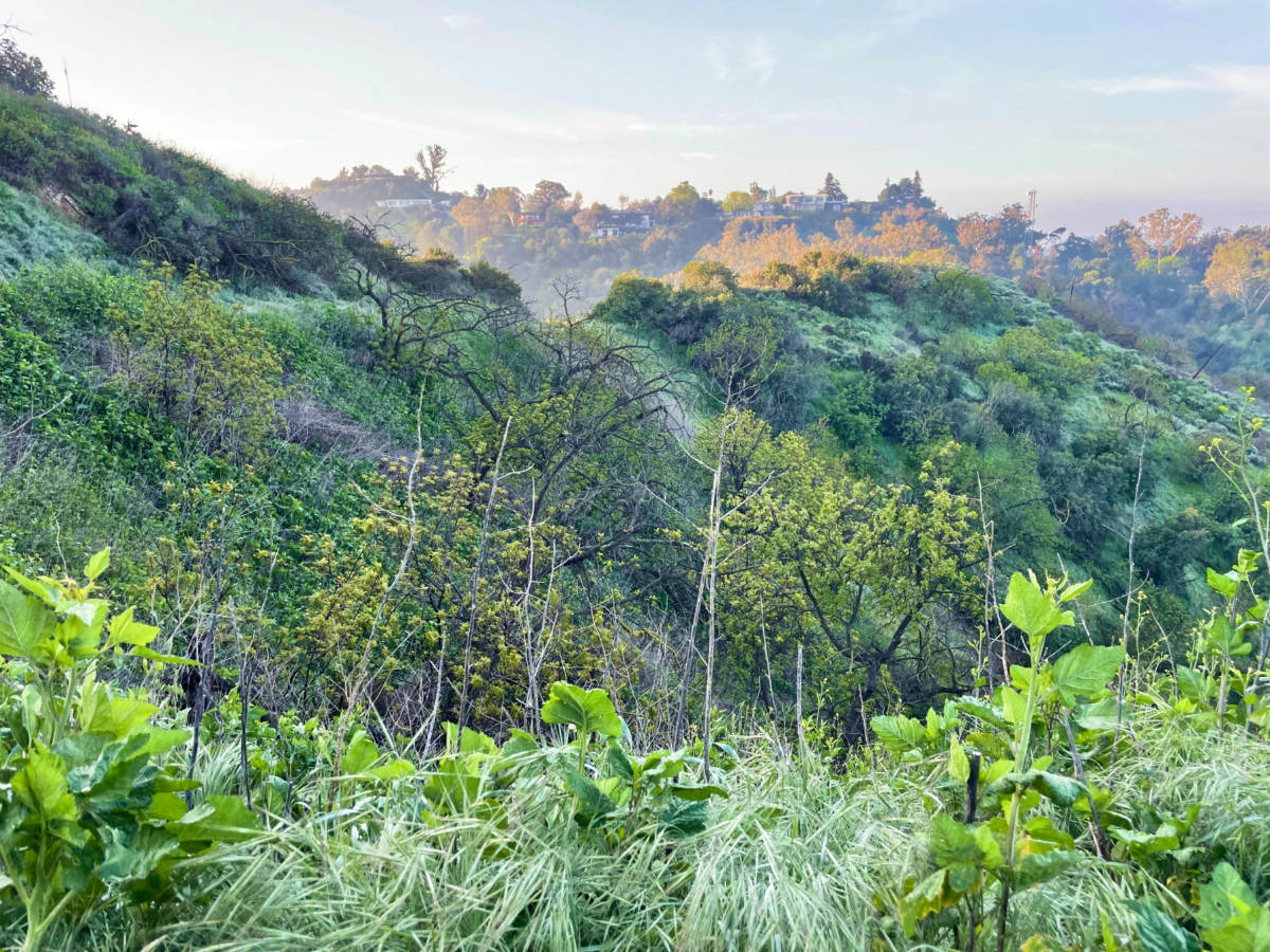 The sunrise over the greenery of Fryman Canyon