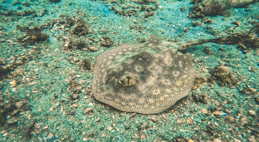 A yellow stingray near West Palm Beach