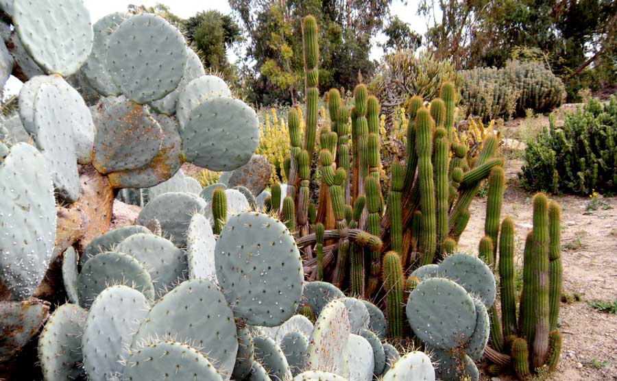 View of cacti in Fullerton Arboretum
