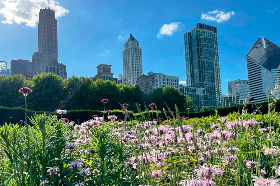 Close up view of flowers and plants in Grant Park under the clear blue sky